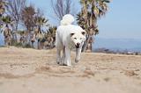 AKITA INU 148